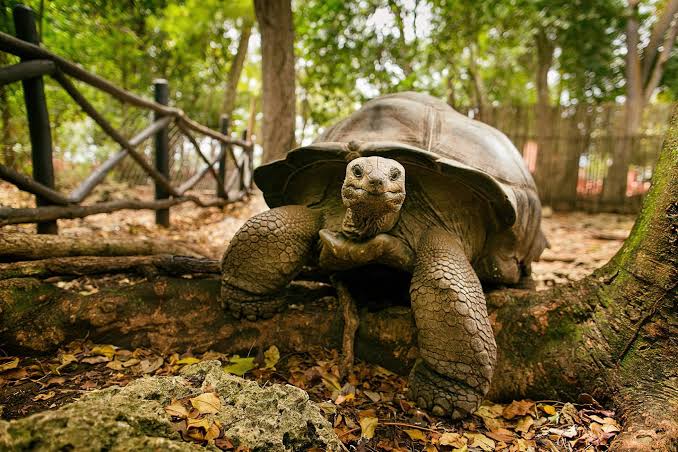Prison Island tortoises